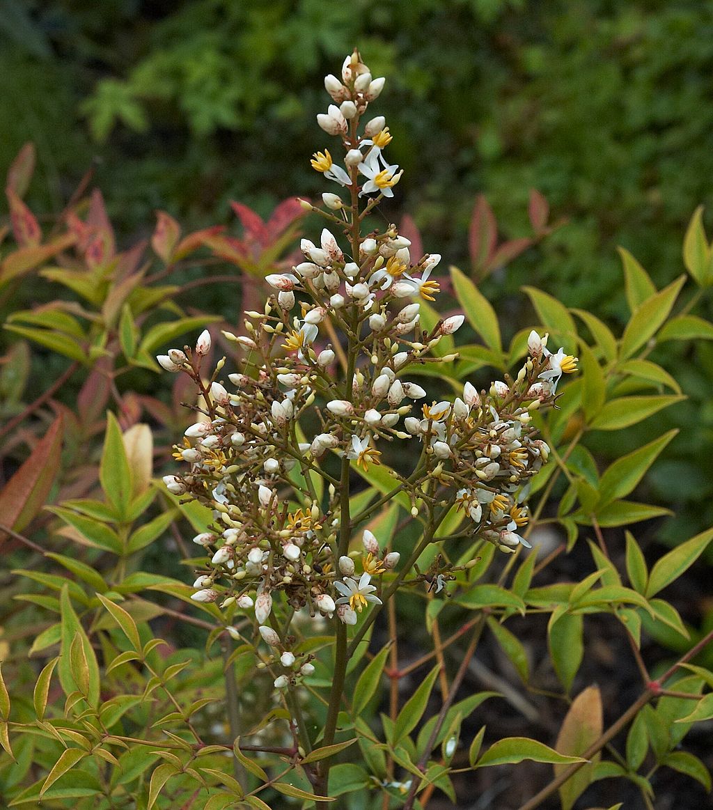 The 12 Best DroughtTolerant Plants For Dallas, Texas